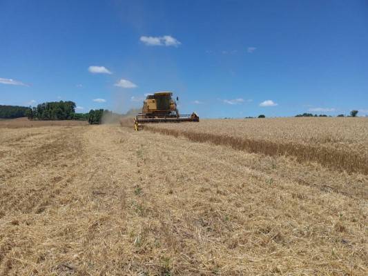 Emater/RS-Ascar atualiza situação das culturas agrícolas no Estado