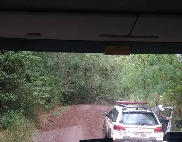 Bombeiros desobstruem estrada no interior de Alegria