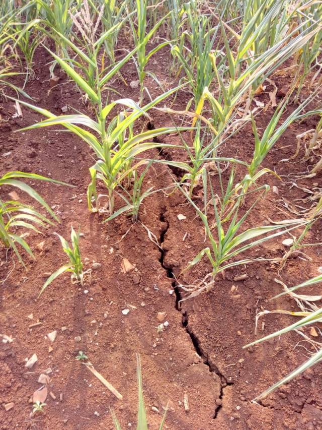 Ministra da Agricultura recebe demandas de entidades do setor agropecuário