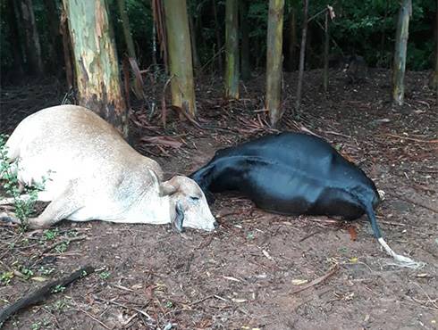 Raio matou três vacas no interior de Boa Vista do Buricá