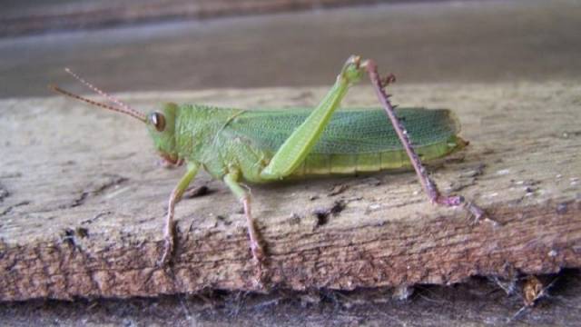 Vistoria constata presença de gafanhotos em seis municípios gaúchos