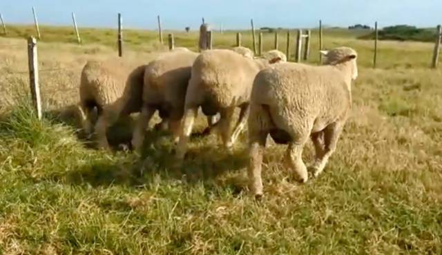 Polícia investiga matança de ovelhas por cães no RS