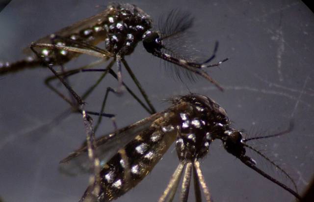 Aumenta preocupação com doenças ligadas ao Aedes aegypti no verão