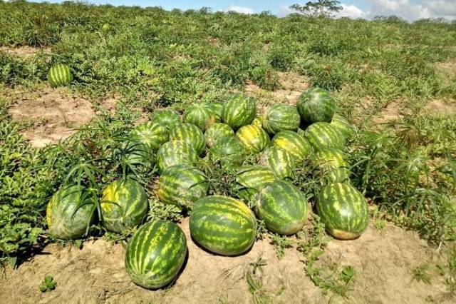 Duas frutas que combinam com o verão estão em plena safra no RS