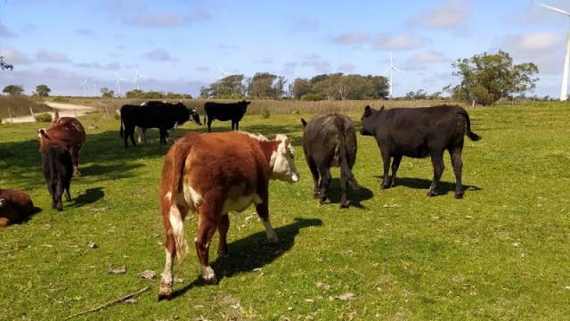 Carne apreendida será repassada para hospitais de 13 cidades da Fronteira Noroeste