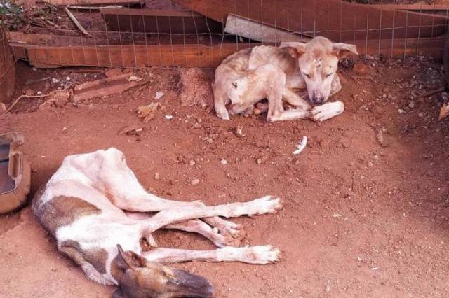 Após denúncias de maus-tratos, operação resgata cães de canil clandestino em Santo Ângelo