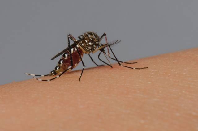Confirmado primeiro caso de  febre chikungunya  em Três de Maio