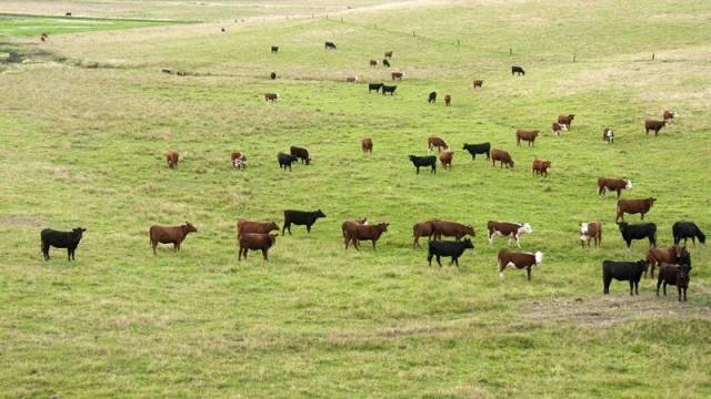 RS será certificado internacionalmente como zona livre de aftosa sem vacinação