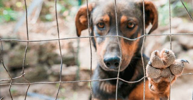 Projeto de Lei propõe criação do Conselho de Proteção dos Animais em T. de Maio