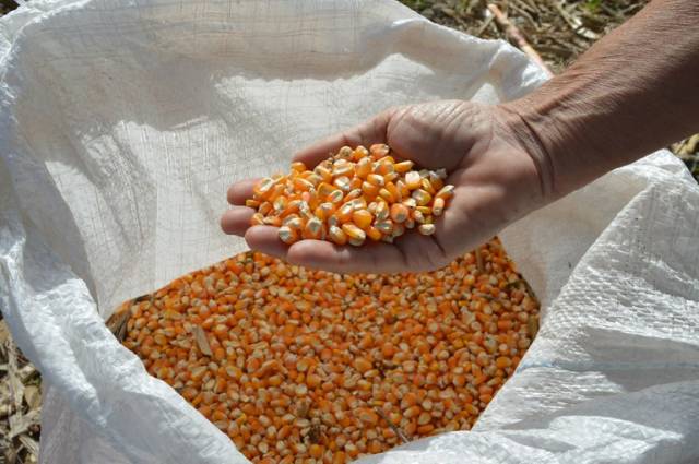 Governo autoriza Conab a comprar milho para pequenos produtores