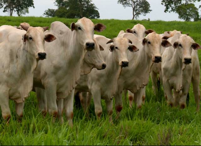 Confirmados casos de vaca louca em Mato Grosso e Minas Gerais
