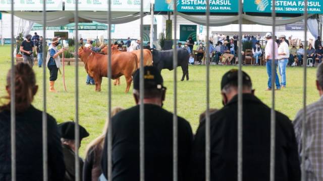 Primeiros grandes campeões de diferentes raças começam a ser conhecidos na Expointer