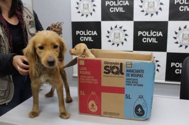 Mãe e filha são encaminhadas a presídio em Guaíba por abandonarem cães em Novo Hamburgo