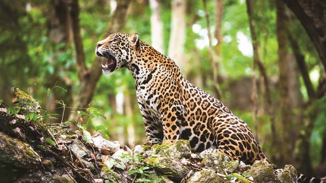 Governo cria programa de resgate da fauna silvestre