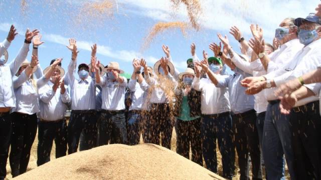 Com área maior e preços mais atrativos para o produtor, colheita de trigo é aberta no RS