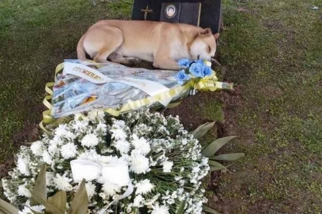 Cachorro acompanha velório e deita sobre o túmulo de idoso em Santa Catarina