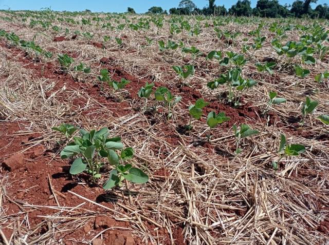 Governo federal deve liberar R$ 800 milhões para produtores na próxima semana