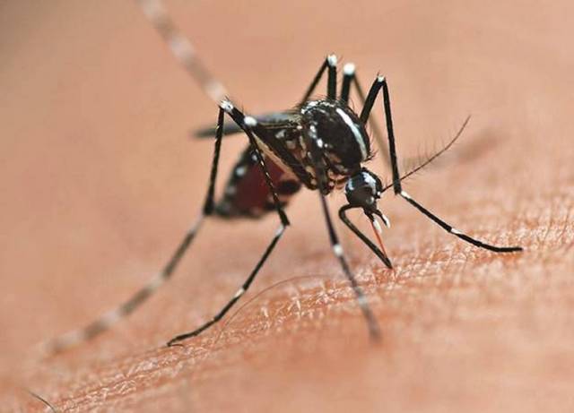 Boa Vista do Buricá tem 16 casos de dengue confirmados