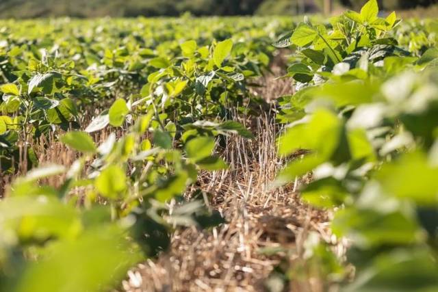 Ministério da Agricultura anuncia R$ 2,8 bilhões para enfrentamento da estiagem no RS e mais 3 estados