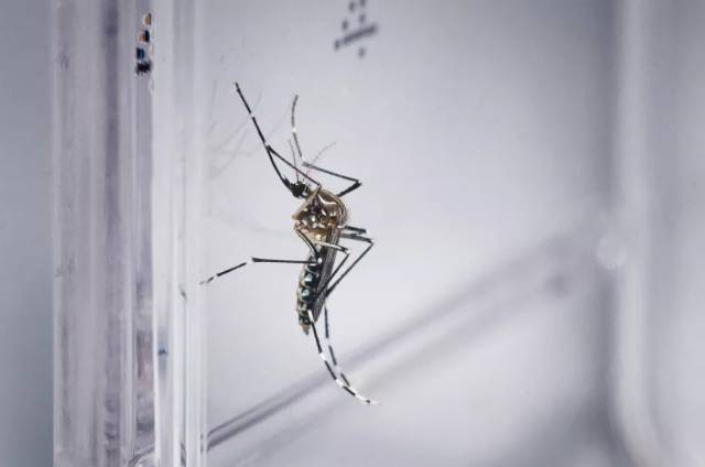 Três de Maio confirma mais quatro casos de dengue