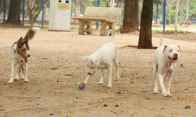 Ministério da Agricultura determina recolhimento de petiscos para cães