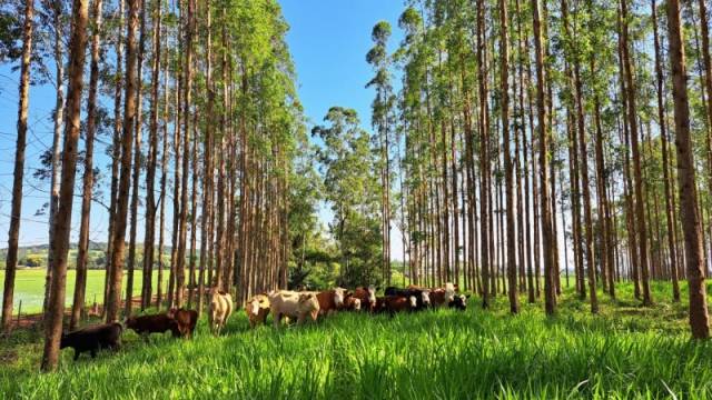 Sistema silvipastoril auxilia pastagens e animais no período de estiagem