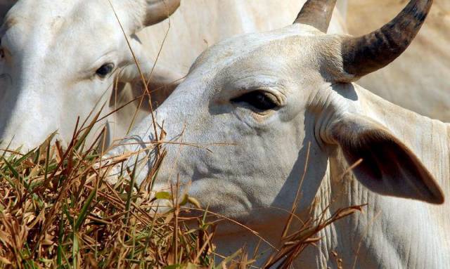 Pará confirma caso de vaca louca