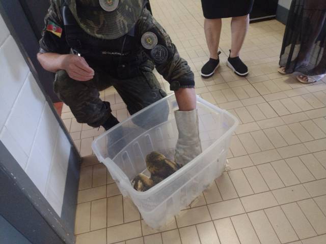 Polícia Ambiental de Santa Rosa (PATRAM) recolhe animal silvestre em Três de Maio