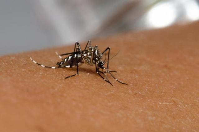 Confirmada primeira morte por dengue no RS em 2023; vítima era moradora de Bento Gonçalves