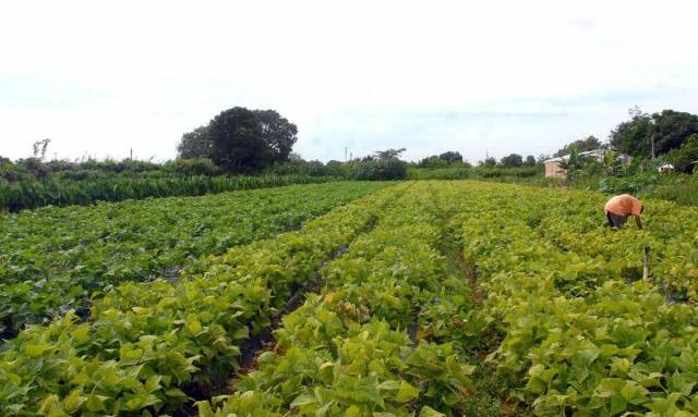 Conselho eleva limites de financiamento para a agricultura familiar