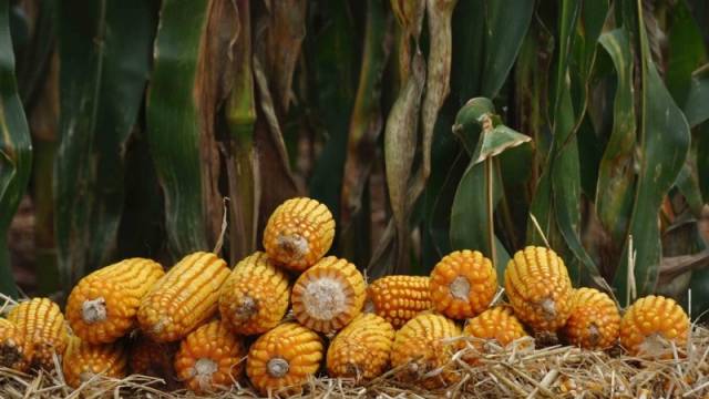 Anistia para os produtores que adquiriram sementes no Troca-Troca é publicada no Diário Oficial