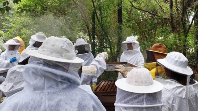 Secretaria Estadual da Agricultura conduzirá inquérito inédito sobre saúde das abelhas