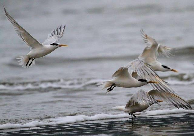 Brasil confirma primeiros casos de gripe aviária em aves silvestres