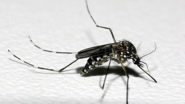 Três de Maio tem 72 casos de dengue confirmados em 2023