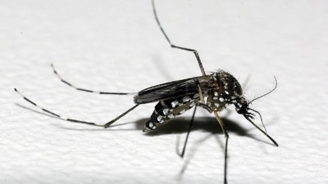 Confirmadas mais três mortes por dengue no RS