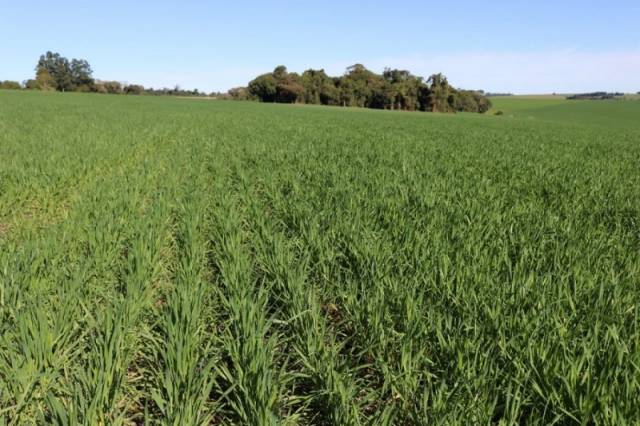 Plantio do trigo tem início com incertezas de clima e rentabilidade