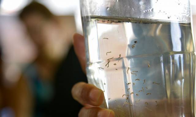 Três de Maio chega a 105 casos de dengue em 2023