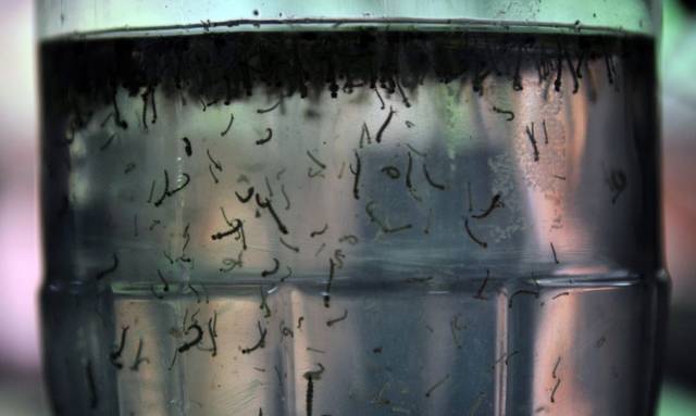 Três de Maio tem 16 novos casos de dengue