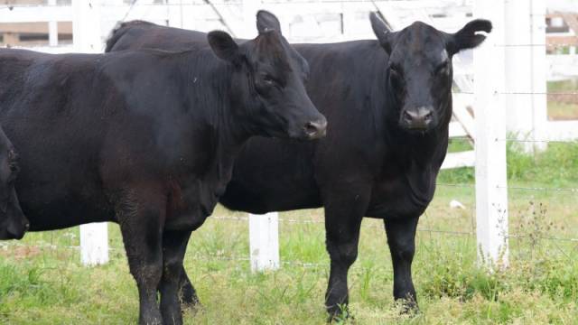 Expointer 2023 contabiliza 4.275 animais de argola e rústicos inscritos