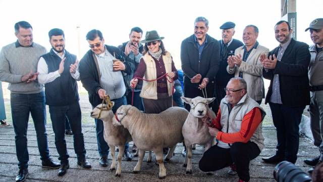 Três ovinos da raça Texel são os primeiros a chegar ao Parque de Exposições Assis Brasil