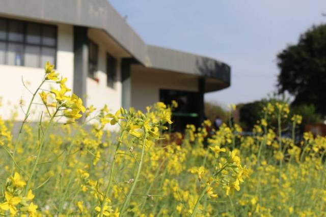 2º Simpósio Latino Americano de Canola está sendo realizado em Três de Maio