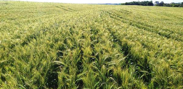 Produtores de trigo gaúchos reivindicam garantia de preço mínimo