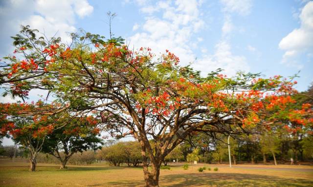 Primavera começa às 3h50 da madrugada deste sábado