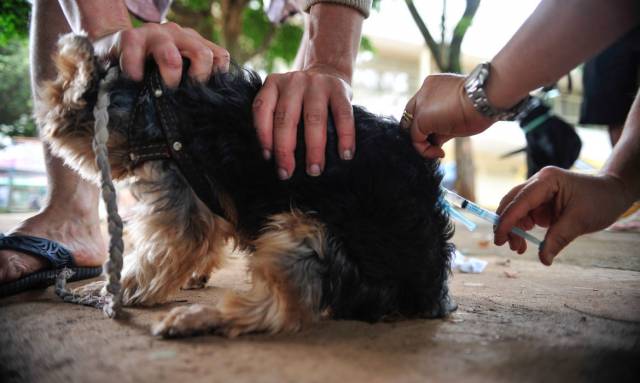 Dia Mundial Contra a Raiva traz alerta sobre importância da vacinação