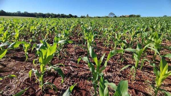 Milho ultrapassa 55% da área prevista para Safra 2023/2024 no RS
