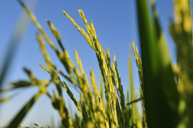 Aposta de mercado e resultados no campo aquecem produção de biológicos no Brasil