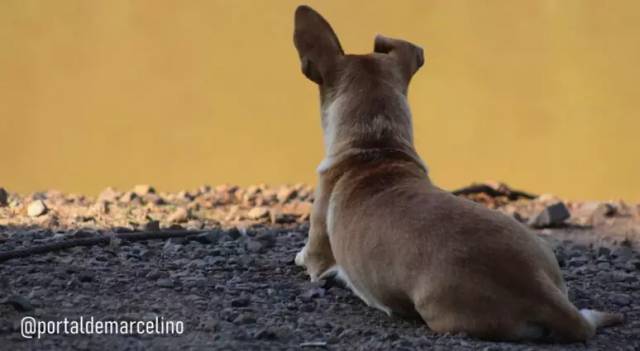 Há cinco dias, cachorrinha caramelo aguarda por tutor à beira do Uruguai