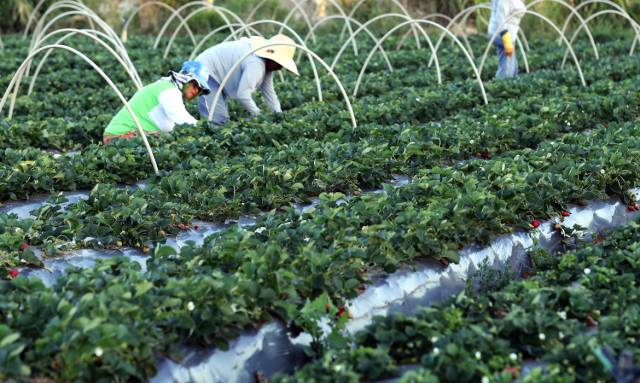 Desenrola pode ser ampliado para renegociar dívidas de agricultores familiares