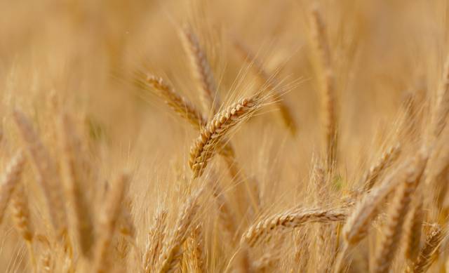 Conab negocia 160 mil toneladas de trigo na segunda rodada de leilões públicos