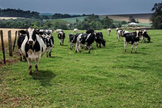 Manifestação de interesse para o Programa de Sementes Forrageiras vai até 1º de dezembro